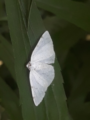 Lomographa bimaculata