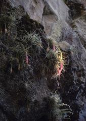 Tillandsia erubescens