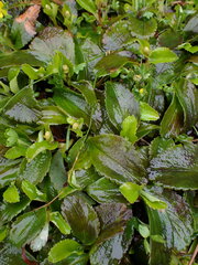 Leptarrhena pyrolifolia