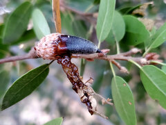 Lonsdalea quercina