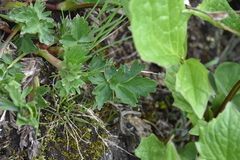 Potentilla pensylvanica pensylvanica