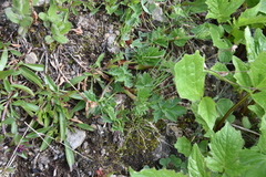 Potentilla pensylvanica pensylvanica