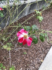 Diplocarpon rosae
