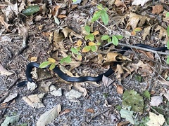 Coluber constrictor constrictor