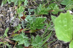 Potentilla pensylvanica pensylvanica