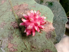 Cynips quercusechinus