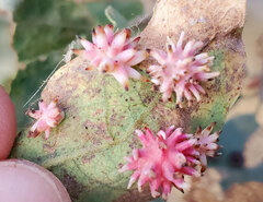 Cynips quercusechinus