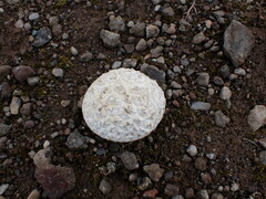 Calvatia booniana