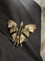 Eumorpha capronnieri