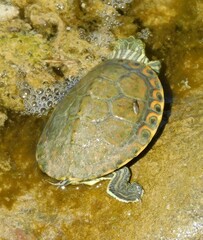 Trachemys hartwegi