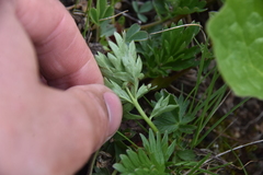 Potentilla pensylvanica pensylvanica