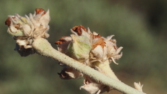 Malacothamnus enigmaticus