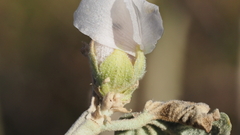 Malacothamnus enigmaticus