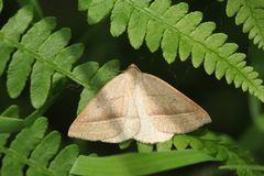 Petrophora chlorosata