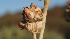Malacothamnus enigmaticus