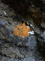 Xanthorioideae