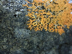 Xanthorioideae
