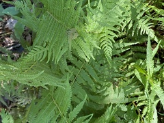 Athyriaceae
