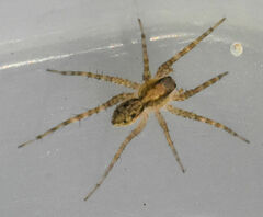 Pardosa milvina