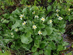 Caltha leptosepala