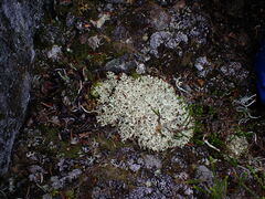 Cladonia uncialis