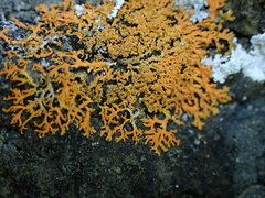 Xanthorioideae