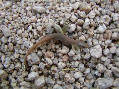 Xantusia vigilis