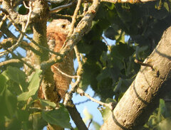 Buteo lineatus elegans
