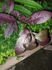 Alternanthera brasiliana