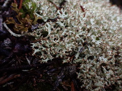 Cladonia uncialis