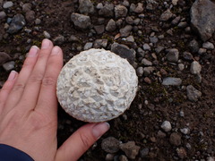 Calvatia booniana