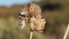 Malacothamnus enigmaticus