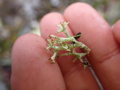 Cladonia uncialis
