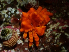 Echidnocerus cibarius