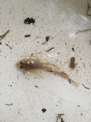 Cottus gobio