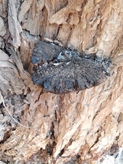 Phellinus igniarius