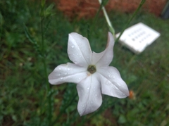 Nicotiana longiflora