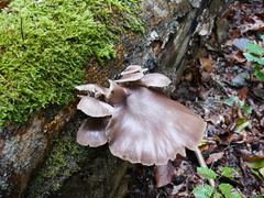 Pleurotaceae