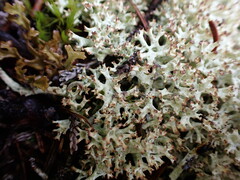 Cladonia uncialis