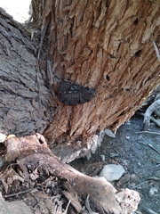 Phellinus igniarius
