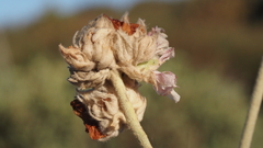 Malacothamnus enigmaticus