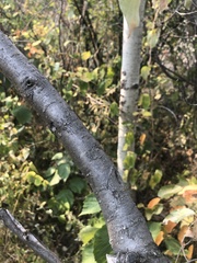 Elaeagnus commutata