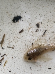 Cottus gobio