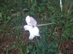 Nicotiana longiflora