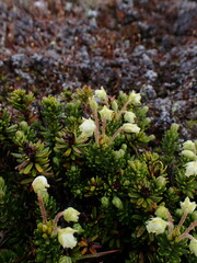 Phyllodoce glanduliflora