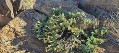 Ericameria cuneata macrocephala