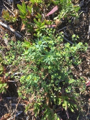 Euphorbia seguieriana