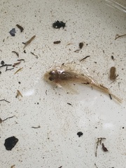 Cottus gobio