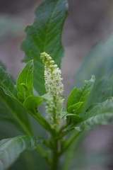 Phytolacca octandra