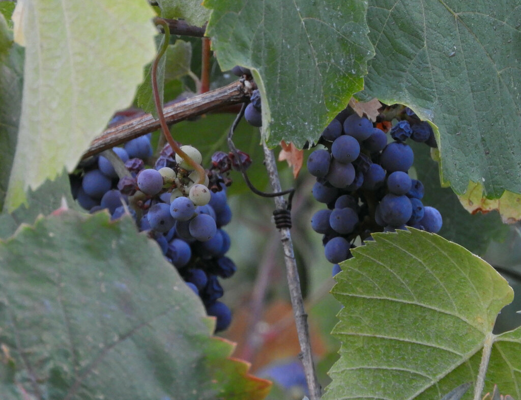 Vitis californica, Sailor Bar Park